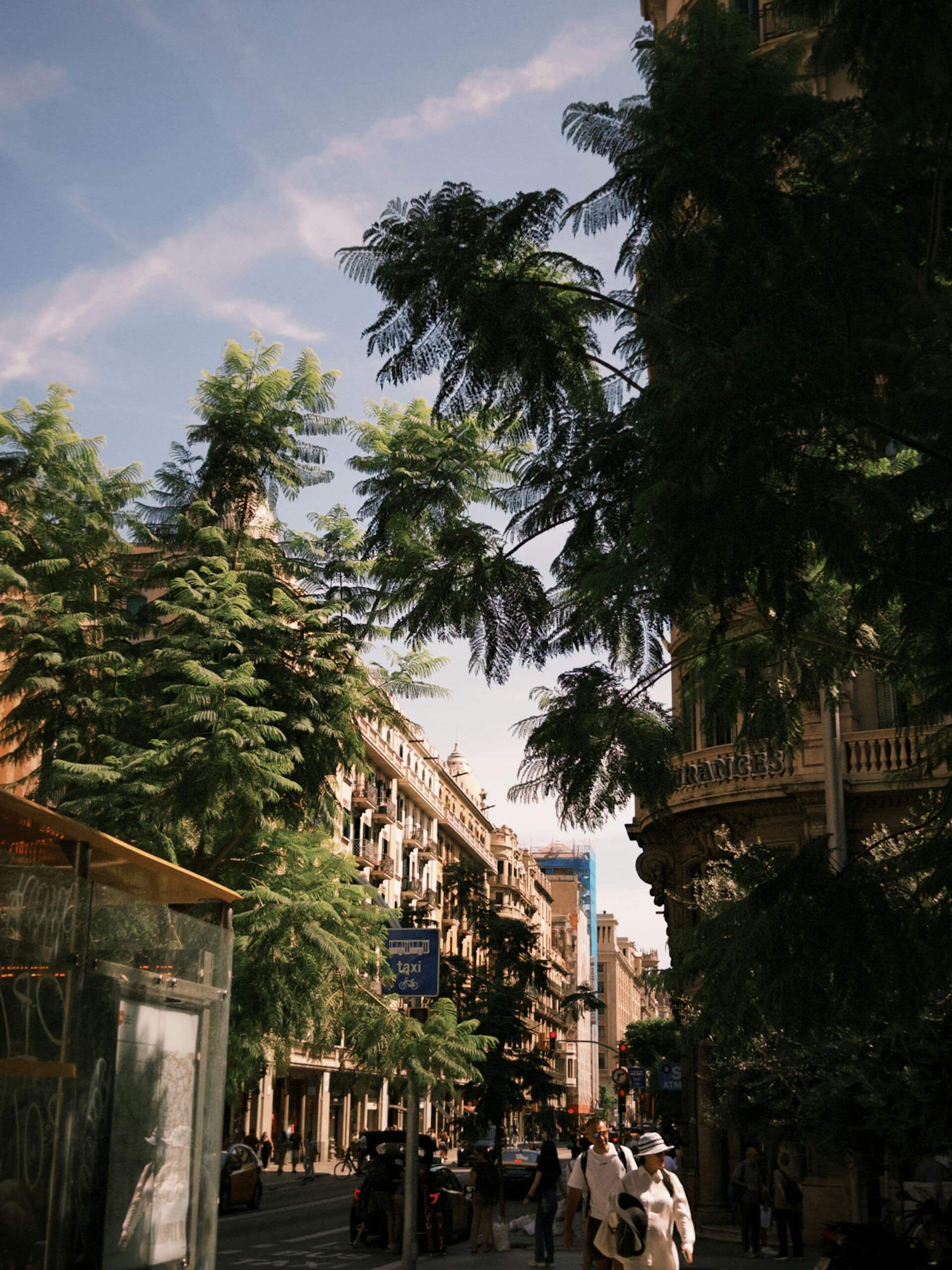 barcelona-trees